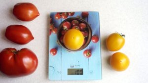 УРОЖАЙНЫЙ НИЗКОРОСЛЫЙ СОРТ ТОМАТА! ГНОМ ЗОЛОТОЕ СЕРДЦЕ