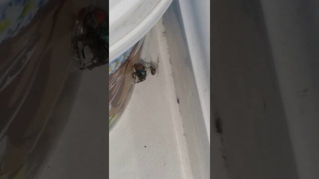 Как паук ловит муху
