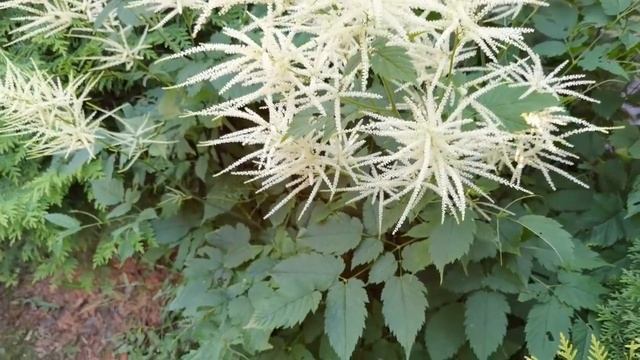 8 САМЫХ ЛЮБИМЫХ НЕПРИХОТЛИВЫХ РАСТЕНИЙ для сада, которые порадуют красивым цветением.