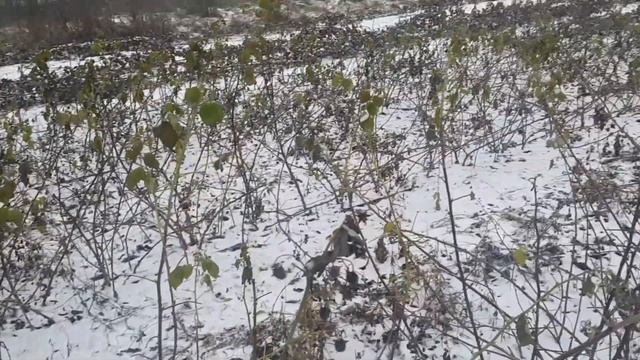 Зачем и когда обрезать ремонтантную малину в 1-й год вегетации?