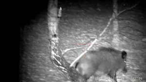 Охота на кабана Pard nv008 Сайга 7,62х39