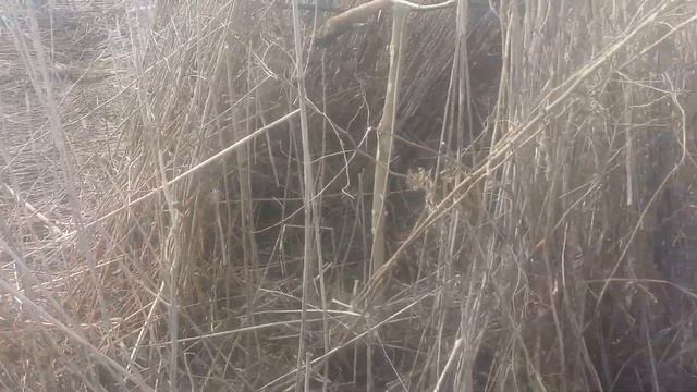 Расставляем чучела и готовим скрадки смотреть онлайн