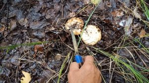 Грибы, набрали грузди.