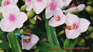 Традесканция андерсона Темптейшн (temptation) ? обзор: как сажать, рассада традесканции Темптейшн