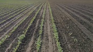 Расторопша органическая 2020