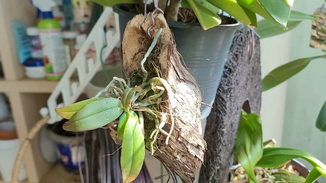 Phalaenopsis lowii. Мой первый блин комом.