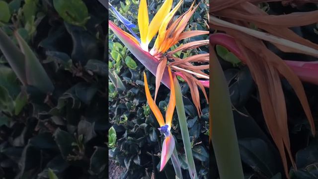 The Bird of Paradise Explained