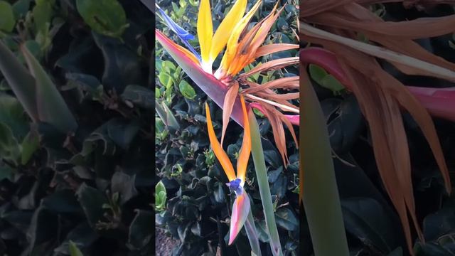 The Bird of Paradise Explained