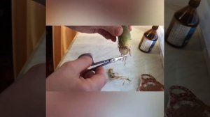 Пересадка адениума. Обрезка корня адениума .