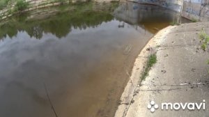 Охота на жереха