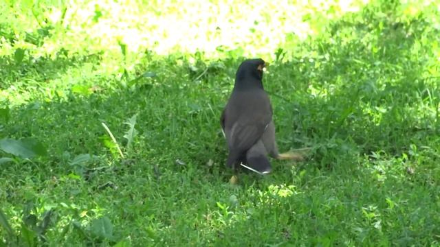 Common Mynah | Обыкновенная майна | Acridotheres tristis 16 смотреть онлайн