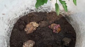 Посадка картофеля очистками - БОГАТЫЙ УРОЖАЙ! Мой Лайфхак