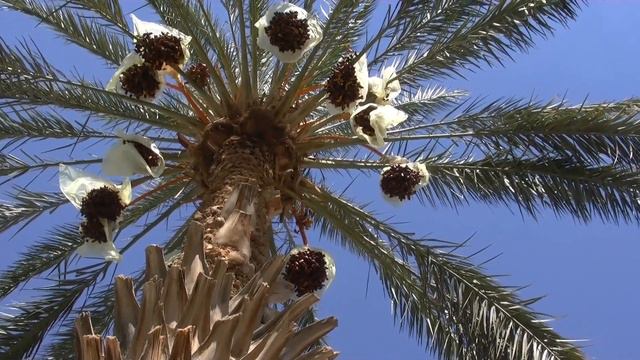 Финик съеденный натощак может вызвать НЕОБРАТИМЫЕ ПРОЦЕССЫ в организме. ЧТО ТВОРИТ ФИНИКИ? смотреть онлайн