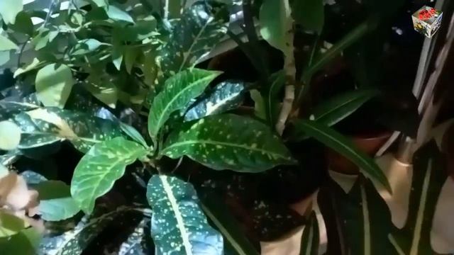 EASY FLOWERS  в гостях у коллекционера ОЛЬГИ ДЕМЧИК. Обзор КОЛЛЕКЦИИ КРОТОНОВ и не только :)