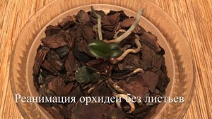? Как Гибнут Орхидеи ? Реанимация Орхидеи Без Листьев