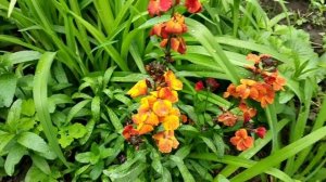 Лакфиоль  из своих семян