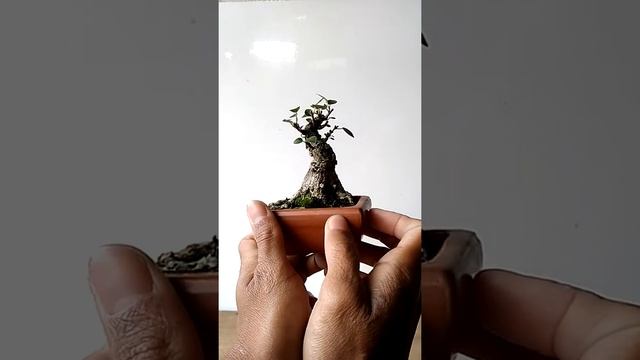 Mame Bonsai Ficus Microcarpa NICE ROOTS