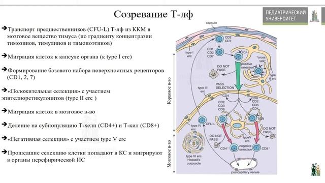 Гистология лекция 7 Органы иммунной системы