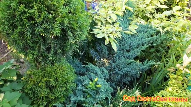 Красивый сад?Стрижка.Создаем формы.Красивые.Дача.Своими руками.Ландшафтный дизайн.Сад СветаСветланы смотреть онлайн