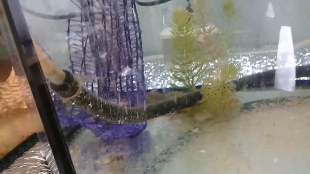 Креветка Розенберга (Macrobrachium rosenbergii ). Обзор за неделю содержания. смотреть онлайн