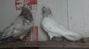 Мраморные Николаевские голуби!
