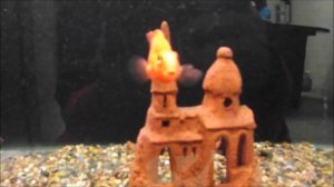 Аквариумные рыбки, обзор цен в зоомагазине