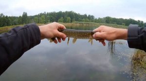 Ловля щуки на воблер O.S.P Bent Minnow