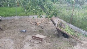 Когда отсаживать кроликов от крольчихи?! Когда ,после окрола, можно покрывать крольчиху?!