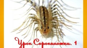 Как не заморачиваться и просто жить. Урок Сороконожки