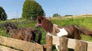 Утро .Лошади. И новый жеребец пони.