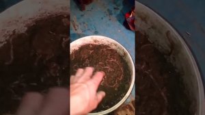Как хранить червей ведре на лето и зиму