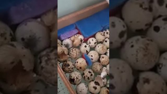Милые перепелята вылупляются из яйца.