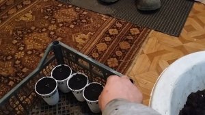 Часть 1. Ремонтантная малина Осенняя красавица. Пекируем рассаду малины из семян.