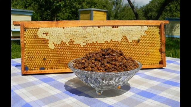 ПЧЕЛИНАЯ ПЫЛЬЦА - УДИВИТЕЛЬНЫЙ ПРОДУКТ ПЧЕЛОВОДСТВА