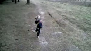 СОБАКА ПРИКОЛЬНО ХОДИТ НА ЗАДНИХ ЛАПАХ