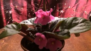 ❀✿My beautiful pink flowering African Violet Saintpaulia is re blooming✿❀