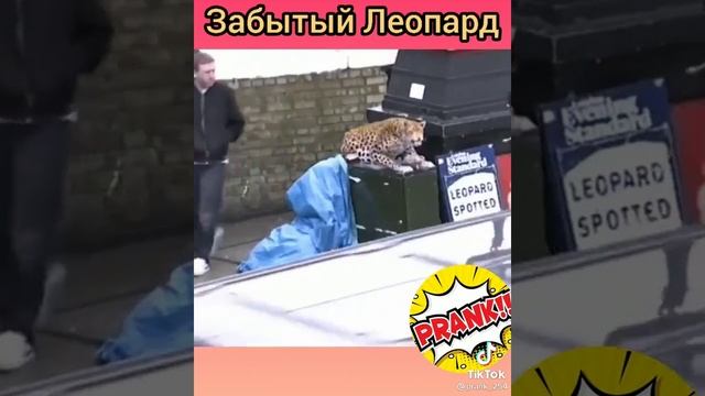 леопард.mp4