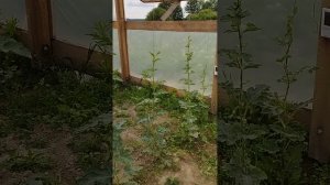 уход за арбузом ? в теплице.