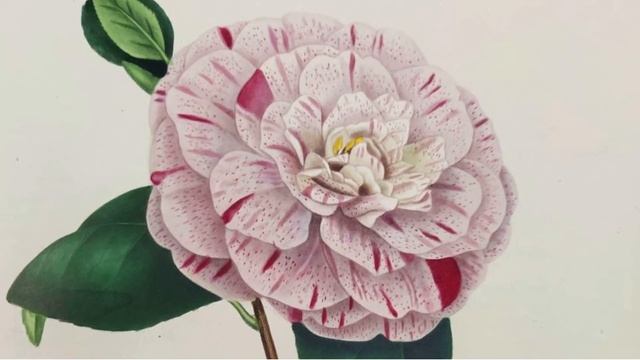 «Моя белая роза» смотреть онлайн