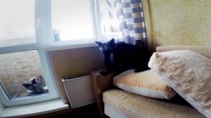 Домашняя лиса плачет / pet fox crying