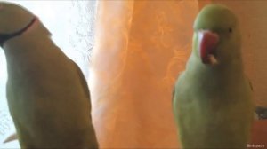 Жемчужинка и ГОЛУБЧИК. Рио!  Кушают орехи. Питание попугаев