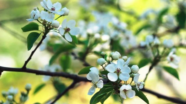 Весна пришла. Груши и яблони цветут | Футажи красивая природа [FullHD]