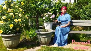 Роза Энжел  Айз / Чьюделайт.  Цветение. Rose Angel Eyse / Chewdelight.