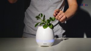 Беспроводная колонка melodyPot от бренда Indivo