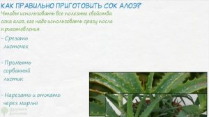 Эффективность увеличится в разы! Вот как готовить сок алоэ от 10 болезней!