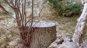 А теперь к важным новостям: В Московском зоопарке манул Тимофей зажировался на 6 кг и готов к зиме.