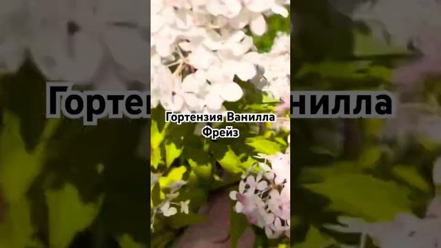 Метельчатая гортензия «Ванилла Фрейз" #гортензияметельчатая