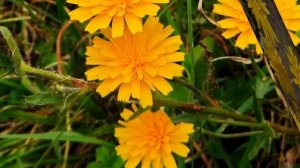 Сноудонская ястребинка (Snowdonia Hawkweed)