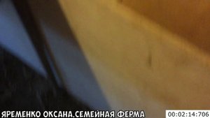Как кормить маленьких козлят. Сколько грамм и сколько раз в день