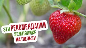 Особенности ухода за рассадой земляники. Полив, подкормка и пикировка земляники